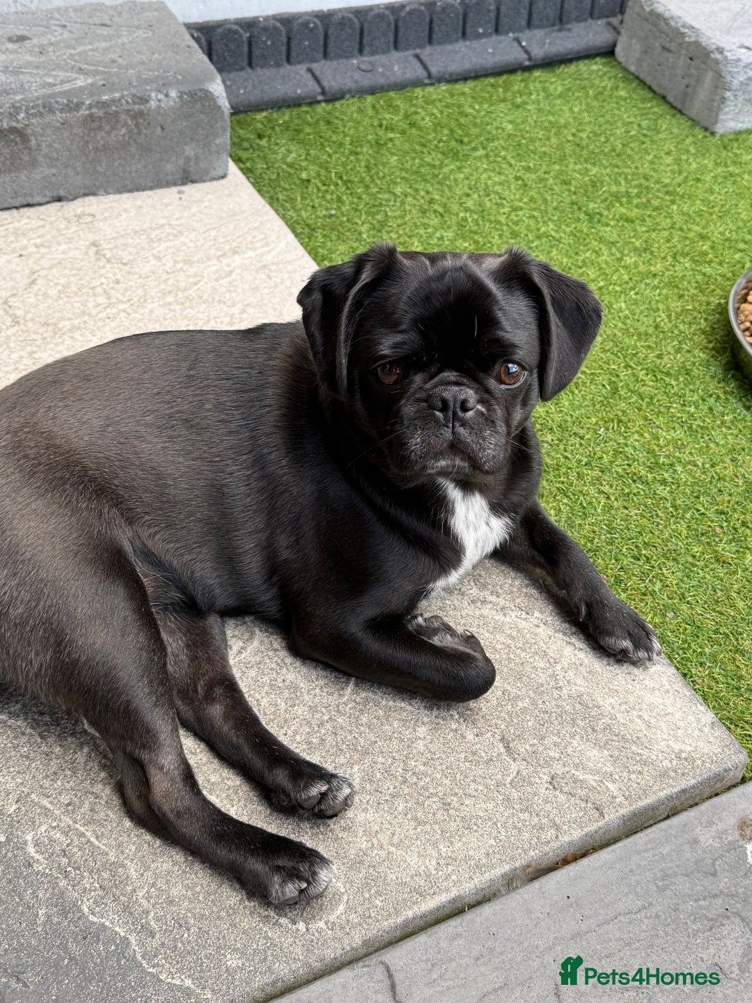 Pug dogs for sale: Beautiful exotic KC registered Pug puppies - Image 11