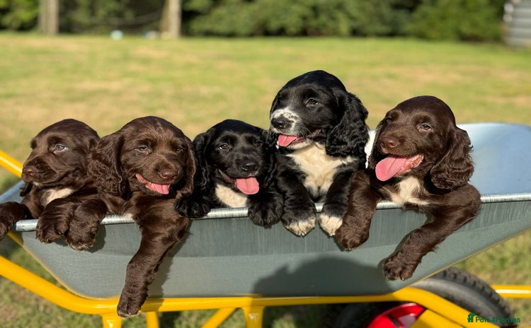 Sprocker dogs - Advert 1