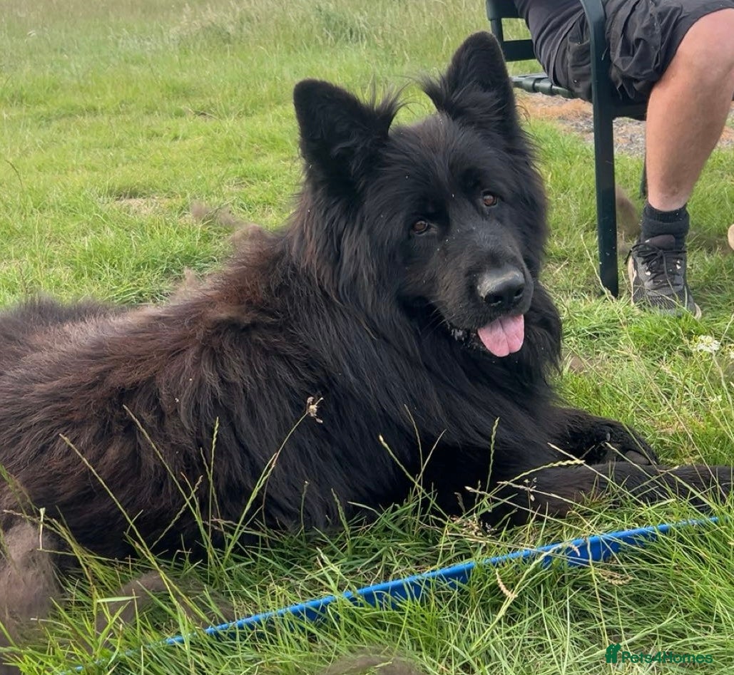 German Shepherd dogs Russian Import Jet Black German Shepherd for Stud - Advert 13