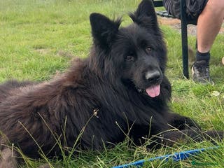 German Shepherd dogs Russian Import Jet Black German Shepherd for Stud - Advert 6