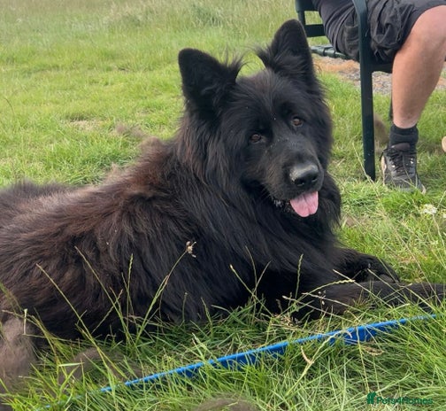 German Shepherd dogs - Advert 1