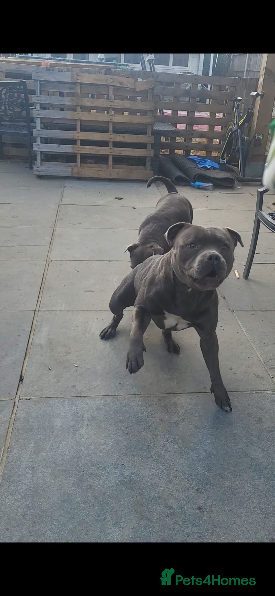 Staffordshire Bull Terrier dogs Blue staffy stud - Advert 1