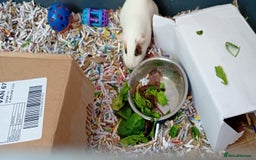 Guinea Pig rodents for sale: 2 male guinea pigs looking for their forever - Image 4