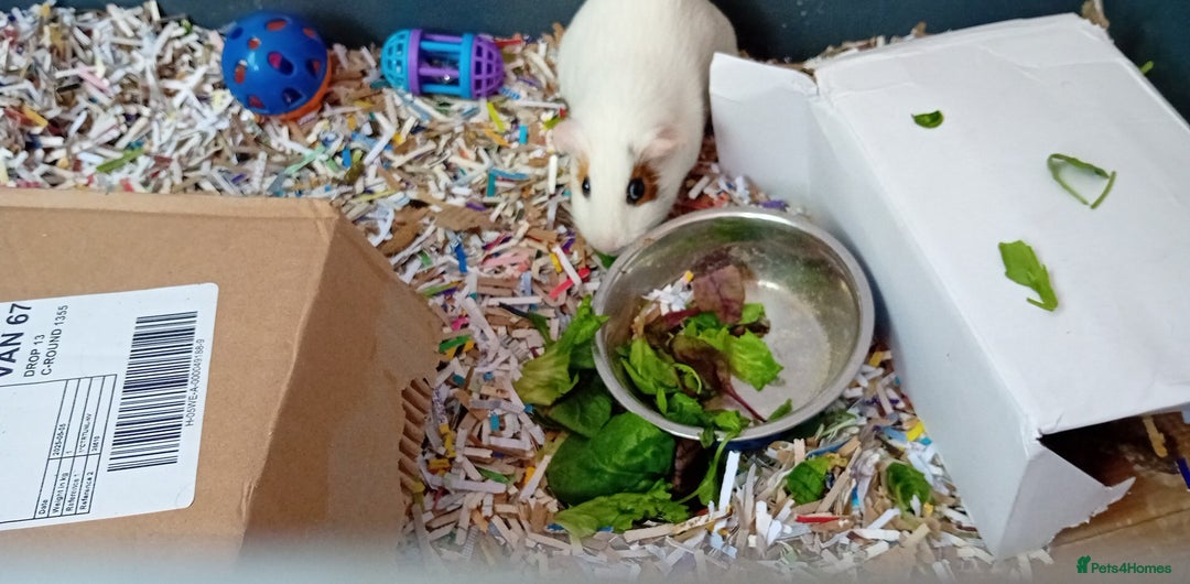 Guinea Pig rodents for sale: 2 male guinea pigs looking for their forever - Image 4