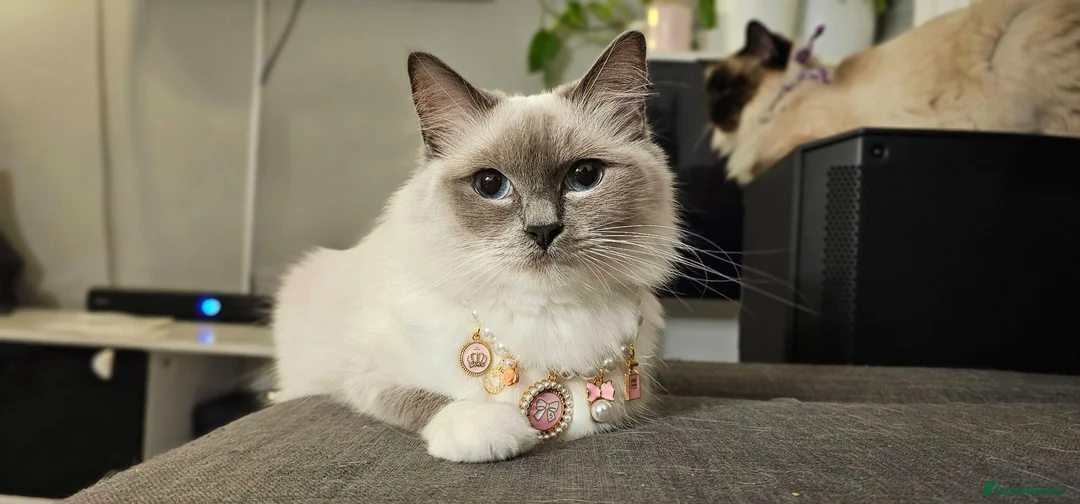 Ragdoll cats for sale: Ragdoll boy male bluepoint - Advert 2
