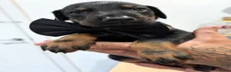 Dobermann dogs for sale:  doberman puppies  - Advert 9