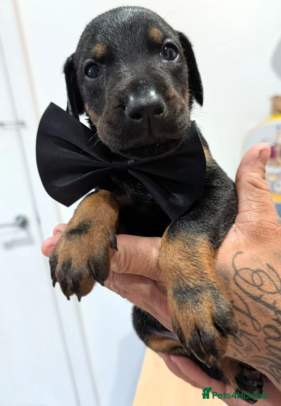 Dobermann dogs for sale:  doberman puppies  - Advert 9