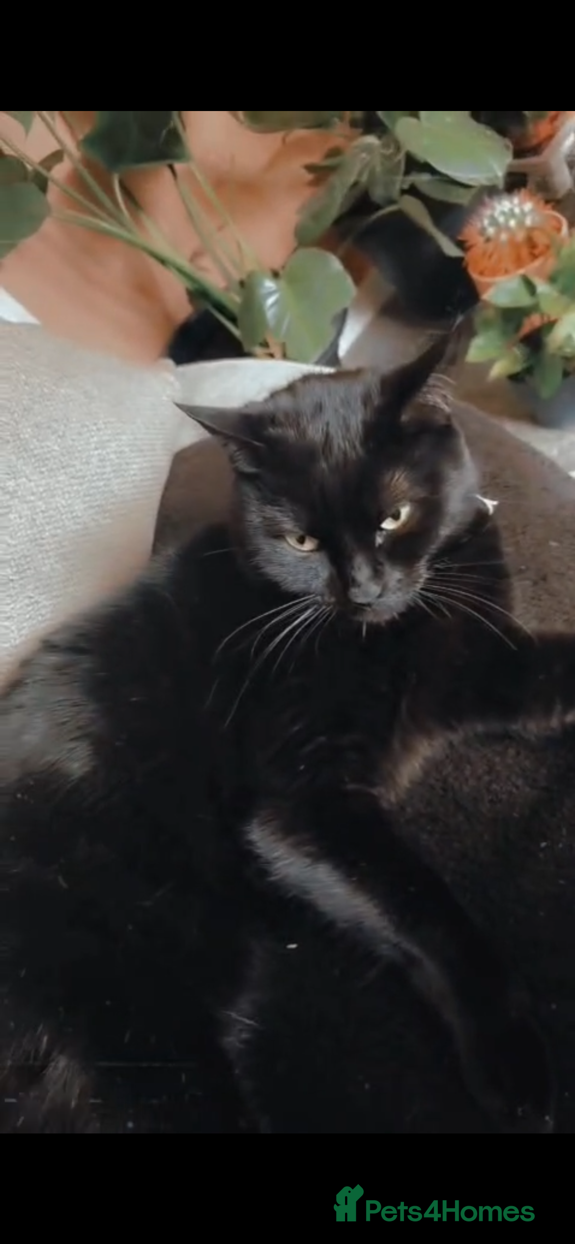 Mixed Breed cats Luna✨ (selling on behalf of someone) in Prescot - Advert 1