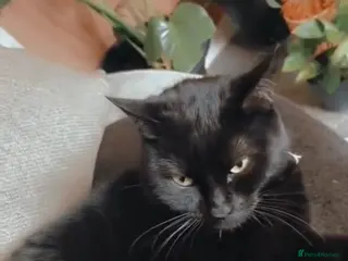 Mixed Breed cats Luna✨ (selling on behalf of someone) in Prescot - Advert 1