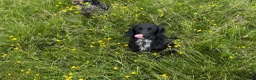 Cocker Spaniel dogs for sale: Cocker spaniel girl - Advert 2