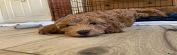 Cockapoo dogs for sale: F3b cockapoo puppy - last one in Belper - Advert 12