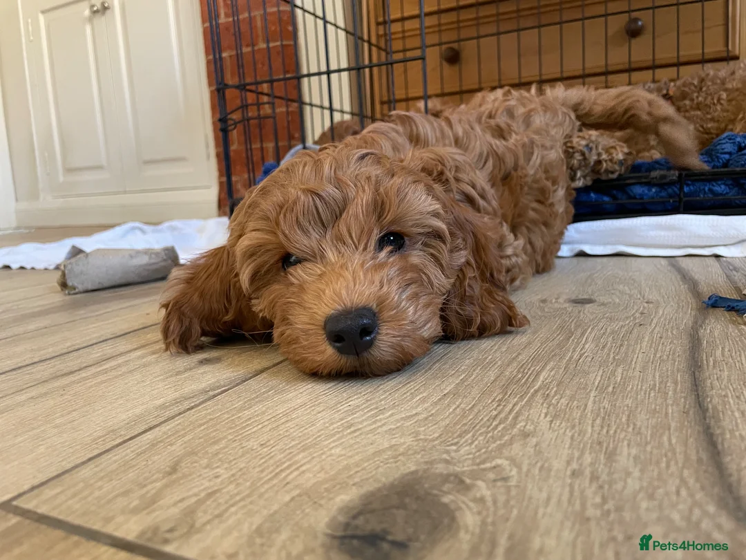 Cockapoo dogs for sale: F3b cockapoo puppy - last one in Belper - Advert 12