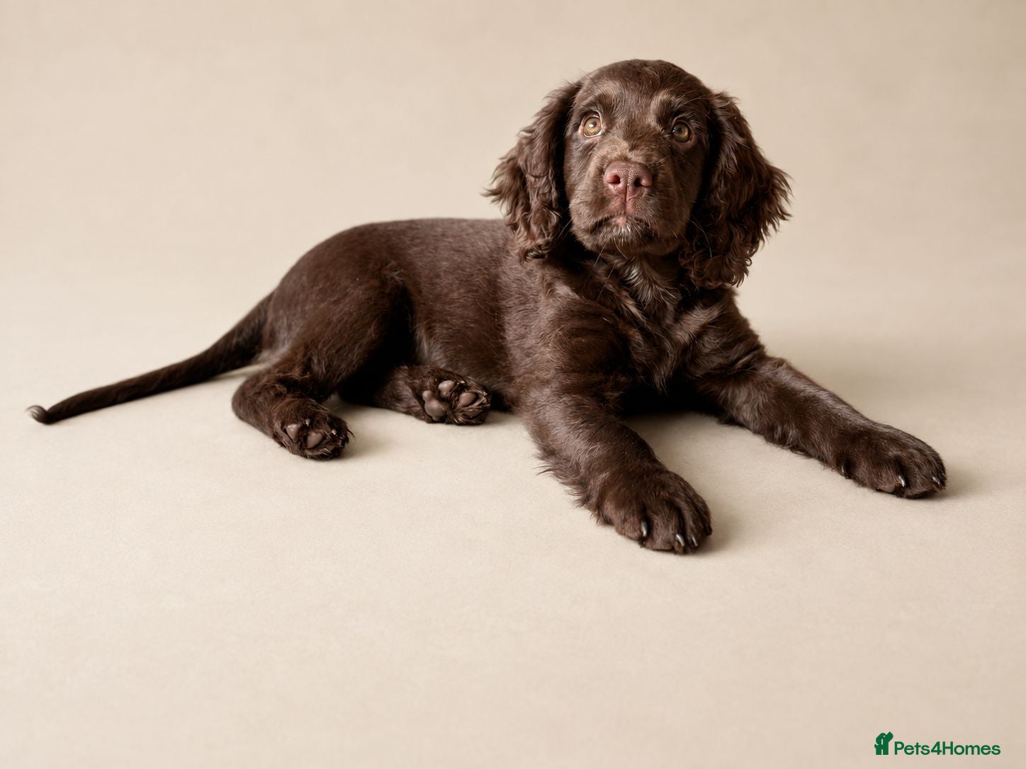Cockapoo dogs Working Spaniel x Cockapoo F1B Puppies  - Advert 1