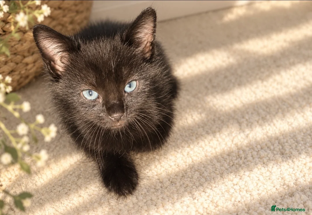 Mixed Breed cats for sale: Two beautiful boys left 🧡 - Advert 4