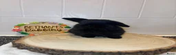 Mini Lop rabbits for sale: 🐰 Two Gorgeous Mini Lop Babies 🤍 - Advert 4