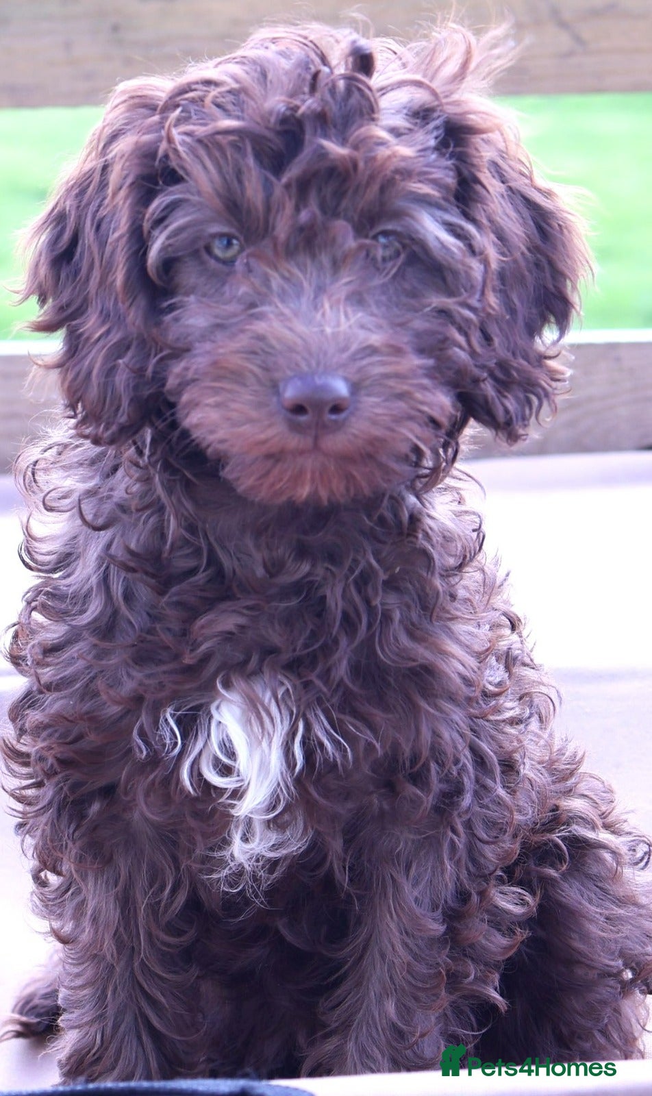 Australian Labradoodle dogs FULLY HEALTH TESTED CHOCOLATE BOX  **  BABIES🌈  - Advert 7