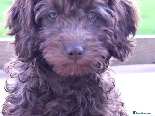 Australian Labradoodle dogs FULLY HEALTH TESTED CHOCOLATE BOX ** BABIES🌈 - Advert 7