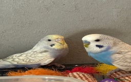 Budgerigars birds for sale: Young budgies for sale - Image 6