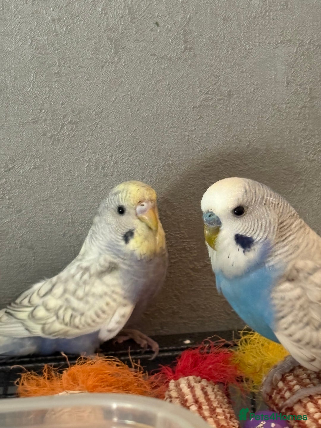 Budgerigars birds for sale: Young budgies for sale - Image 6