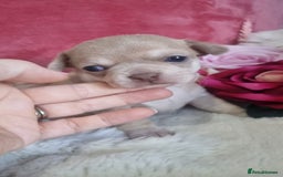 Chihuahua dogs for sale: Stunning litter of Kc reg Chihuahuas - Image 6