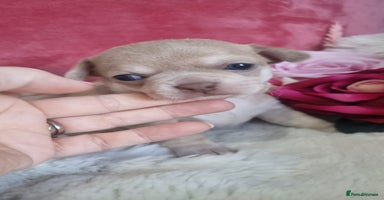 Chihuahua dogs - Advert 3