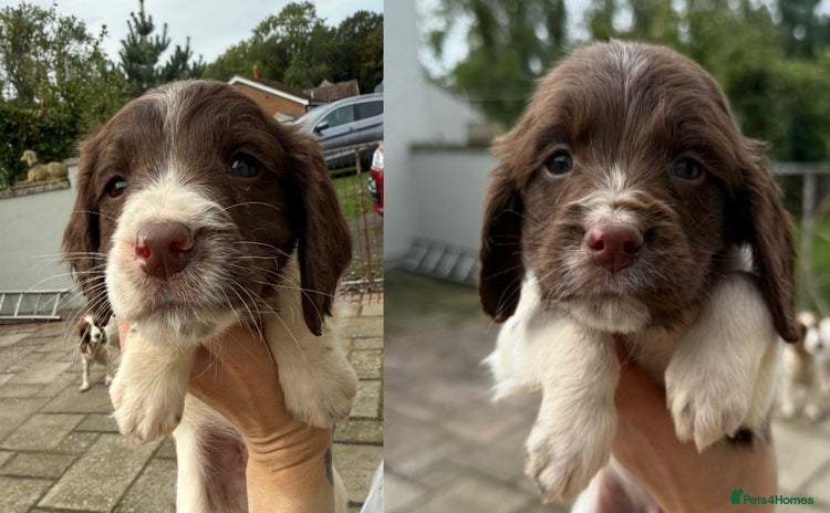 English Springer Spaniel dogs - Advert 4
