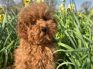 Toy Poodle dogs Deep Red KC Reg. PRA clear Female Toy Poodle Puppy - Advert 6