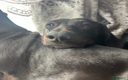 Miniature Dachshund dogs for stud: Stud  - Image 4