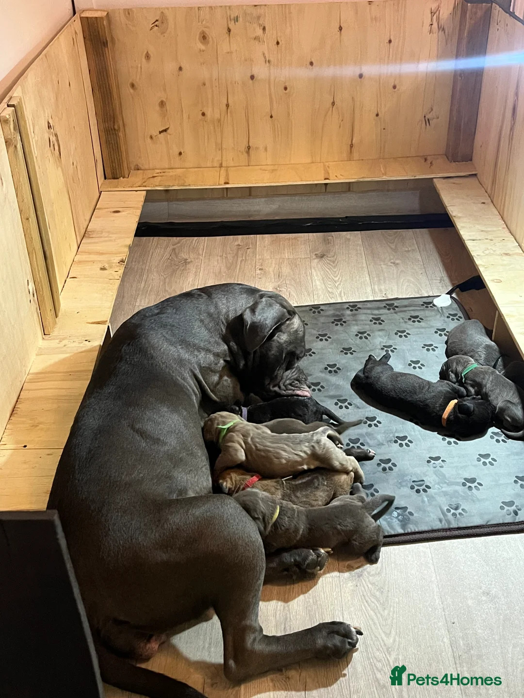 Cane Corso dogs for sale: Cane corso pups  - Advert 2