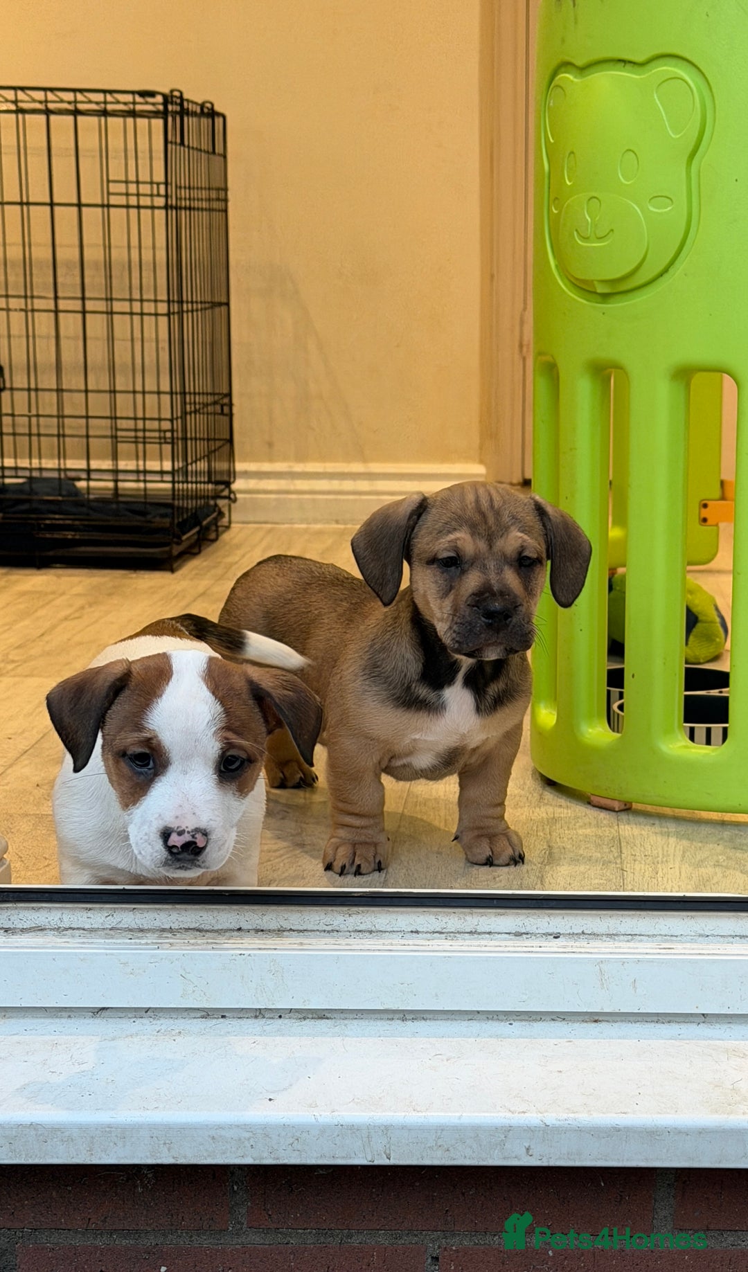 Mixed Breed dogs for sale:  Last 2 girls READY NOW! Rare English Bulldach - Advert 2