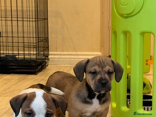 Mixed Breed dogs ❤️ 3 LEFT READY NOW ❤️ Rare English Bulldach Pups - Advert 11