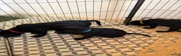Labrador Retriever dogs for sale: 3 kc registered puppies (3 dogs left) - Advert 14