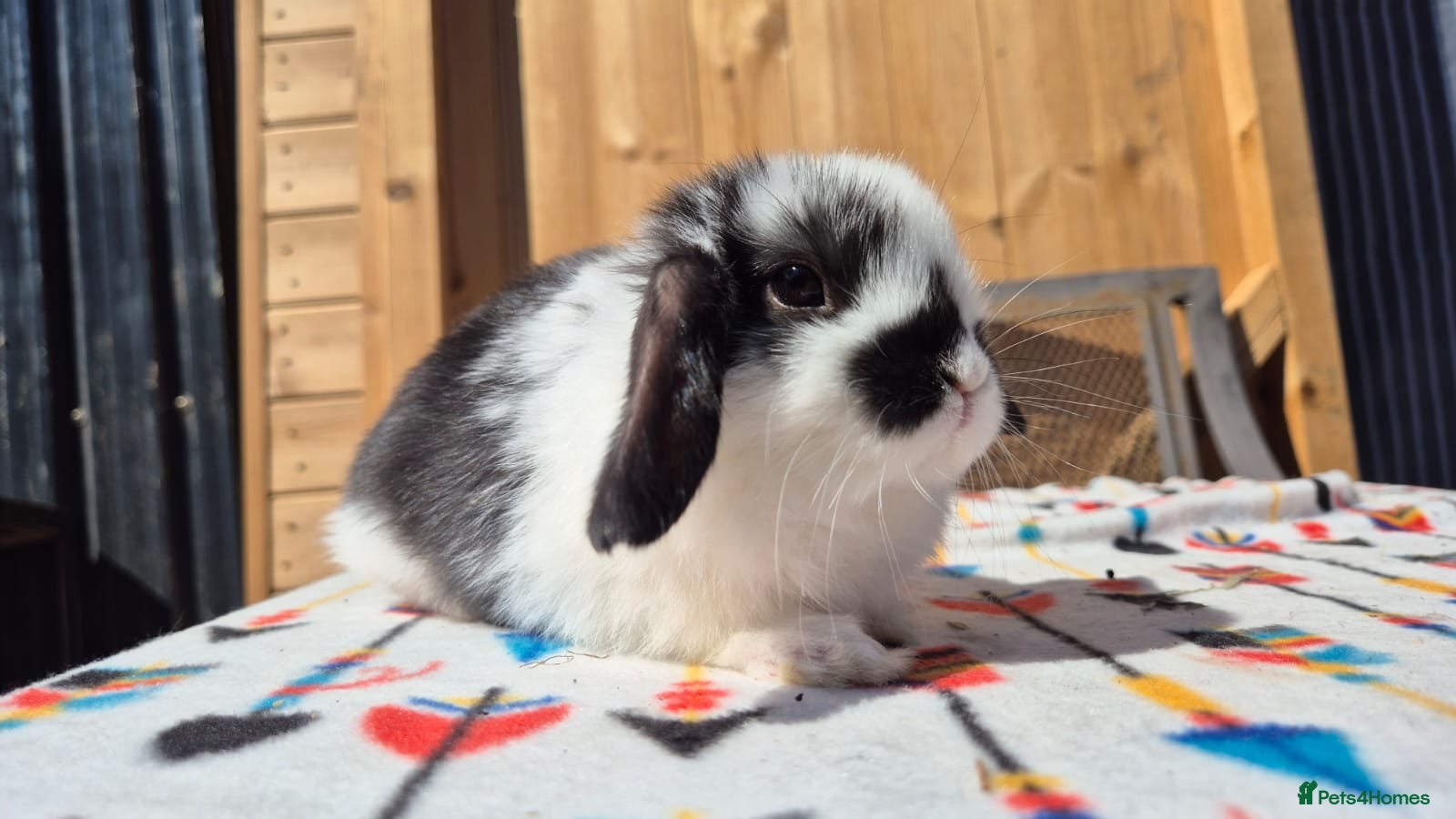 Mini Lop rabbits Mini Lop Bunnies Ready This Friday 01/04/26 - Advert 5