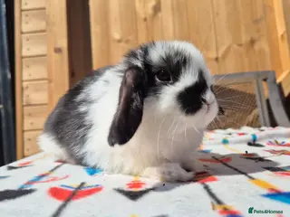 Mini Lop rabbits Mini Lop Bunnies Ready This Friday 01/04/26 - Advert 3