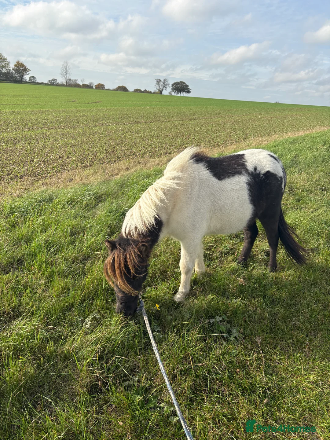 Shetland pony horses for sale: Shetland pony  - Advert 3