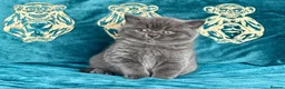 British Shorthair cats for sale: BSH🇬🇧👑🇬🇧💙British Shorthair😻💙 Gccf chunky  - Advert 8
