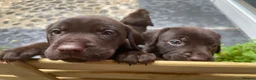 Mixed Breed dogs for sale: BEAUTIFUL LABRADOR X GWP X VIZSLA PUPPIES FOR SALE - Advert 13