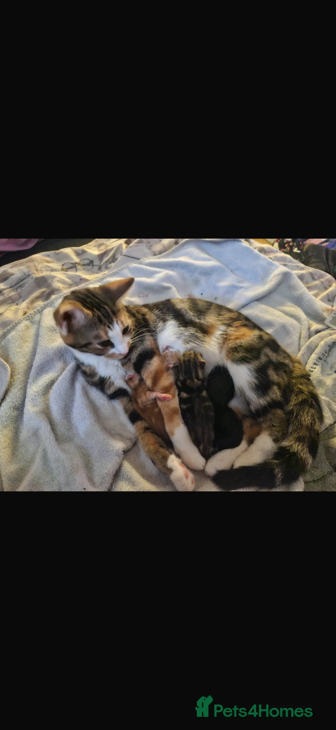 Domestic Shorthair cats for sale: Male tabby kitten in Birmingham - Advert 1