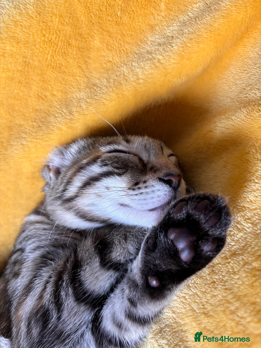 Bengal cats for sale: Female Bengal Kitten for sale  in Northampton - Advert 5