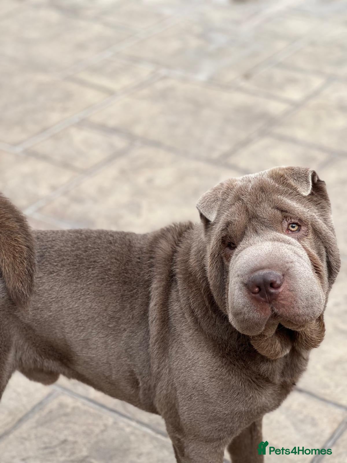 Shar Pei dogs Adult male Lilac Shar pei (intact) - Advert 5
