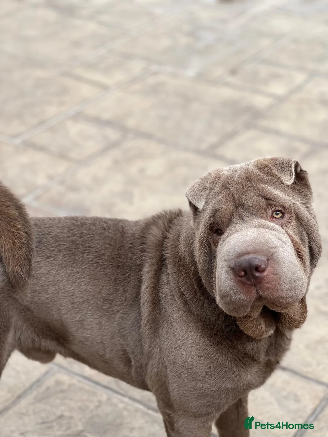 Shar Pei dogs for sale: Adult male Lilac Shar pei (intact) in Doncaster - Advert 2