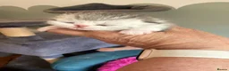 Exotic cats for sale: Beautiful Exotic kittens for sale  - Advert 7