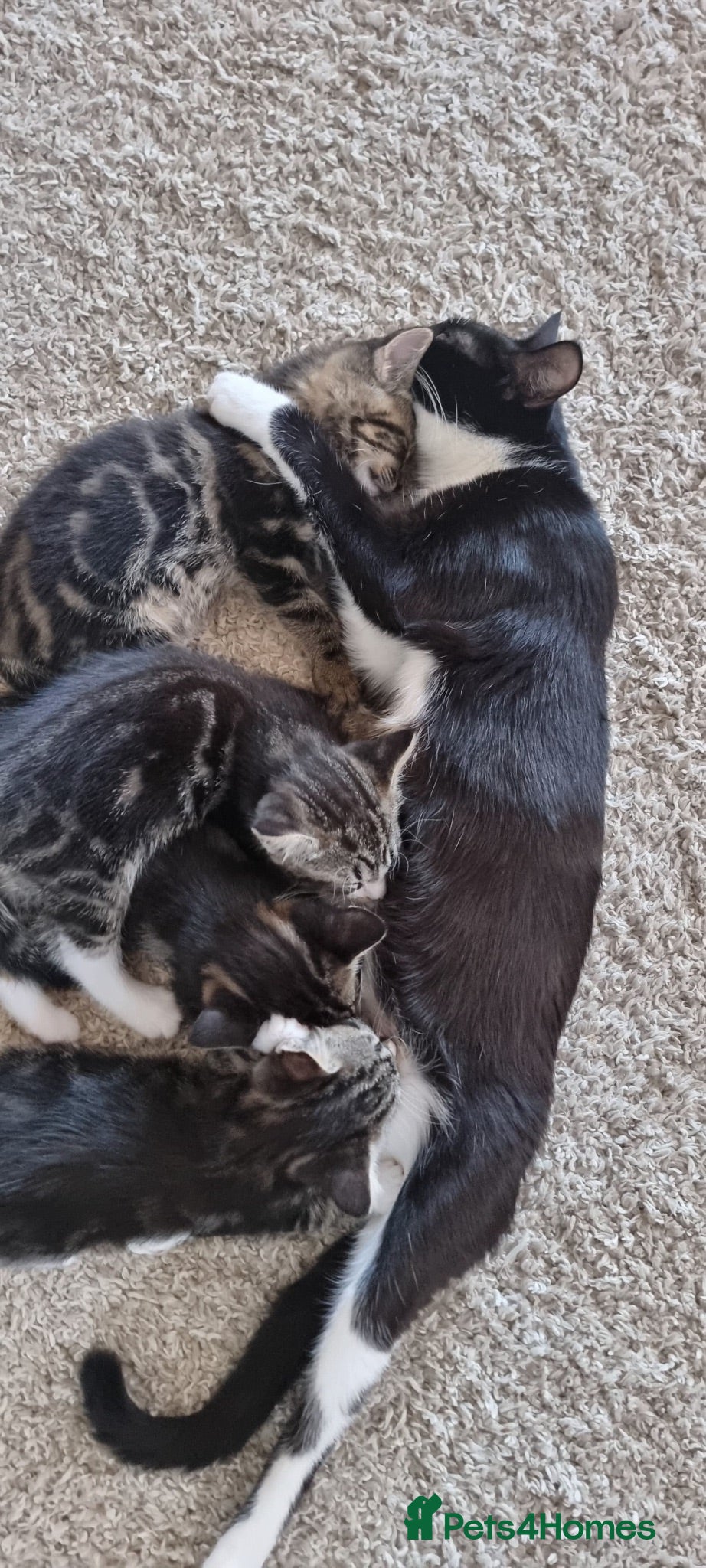 Mixed Breed cats Kittens, mixed selection  - Advert 14