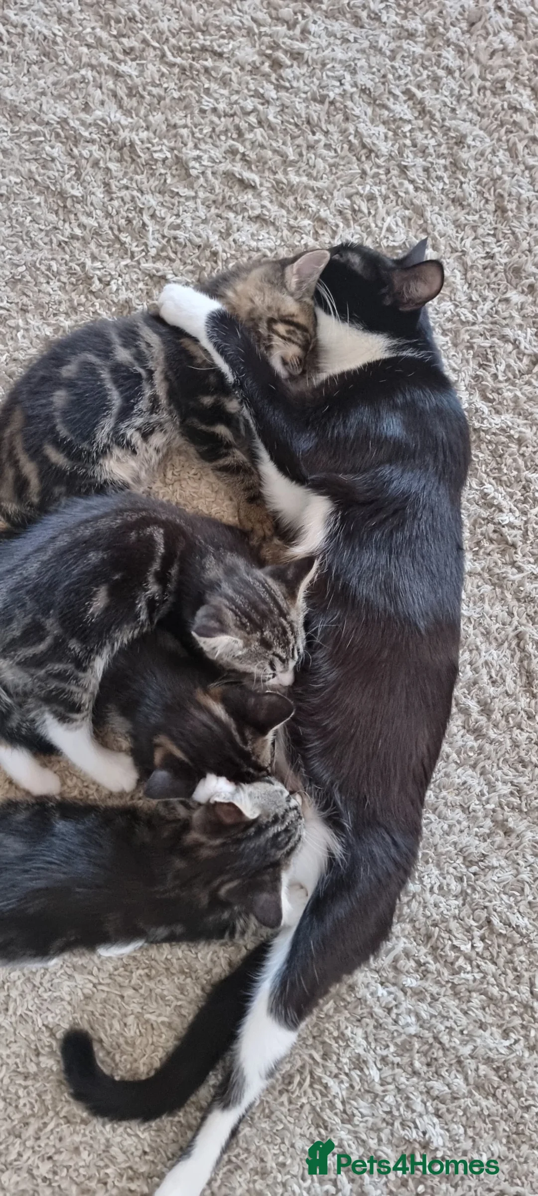 Mixed Breed cats for sale: Kittens, mixed selection  in Hatfield - Advert 1