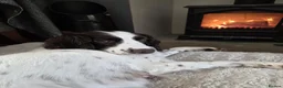 English Springer Spaniel dogs for sale: Health Tested Parents- KC Registered ESS - Advert 8
