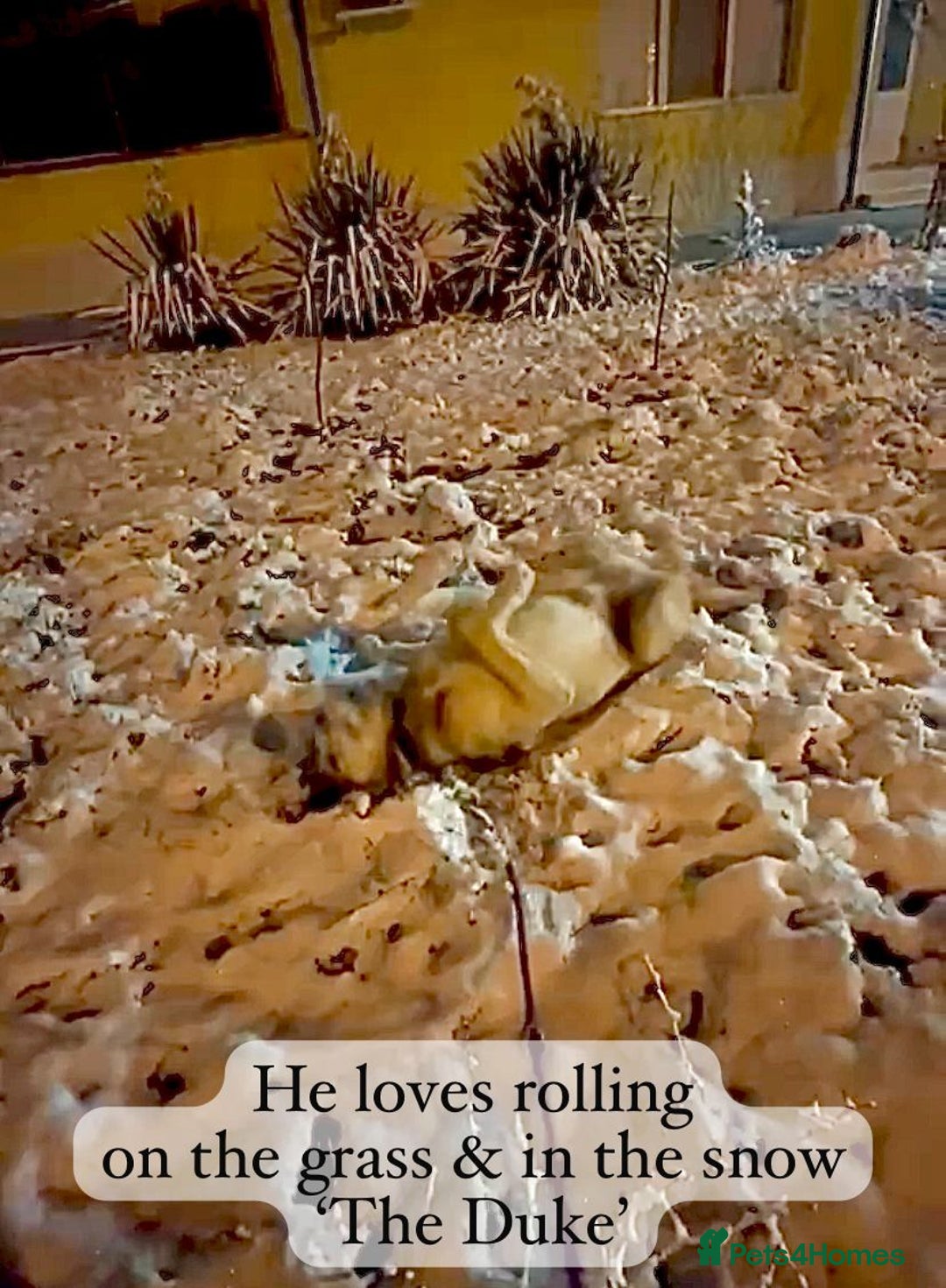 Mixed Breed dogs for adoption: The Duke, 8 yrs approx. Available for adoption. - Advert 38