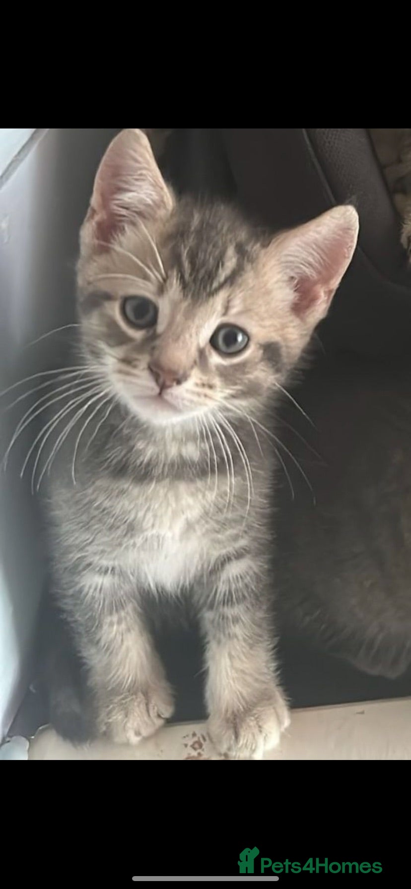 Mixed Breed cats  Blue and light cream kitten - Advert 1