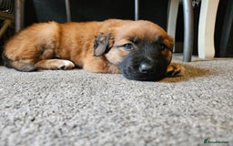Mixed Breed dogs for sale: Adorable Lurcher Cross Puppies Available! - Image 1