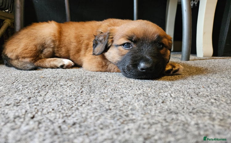 Mixed Breed dogs - Advert 1