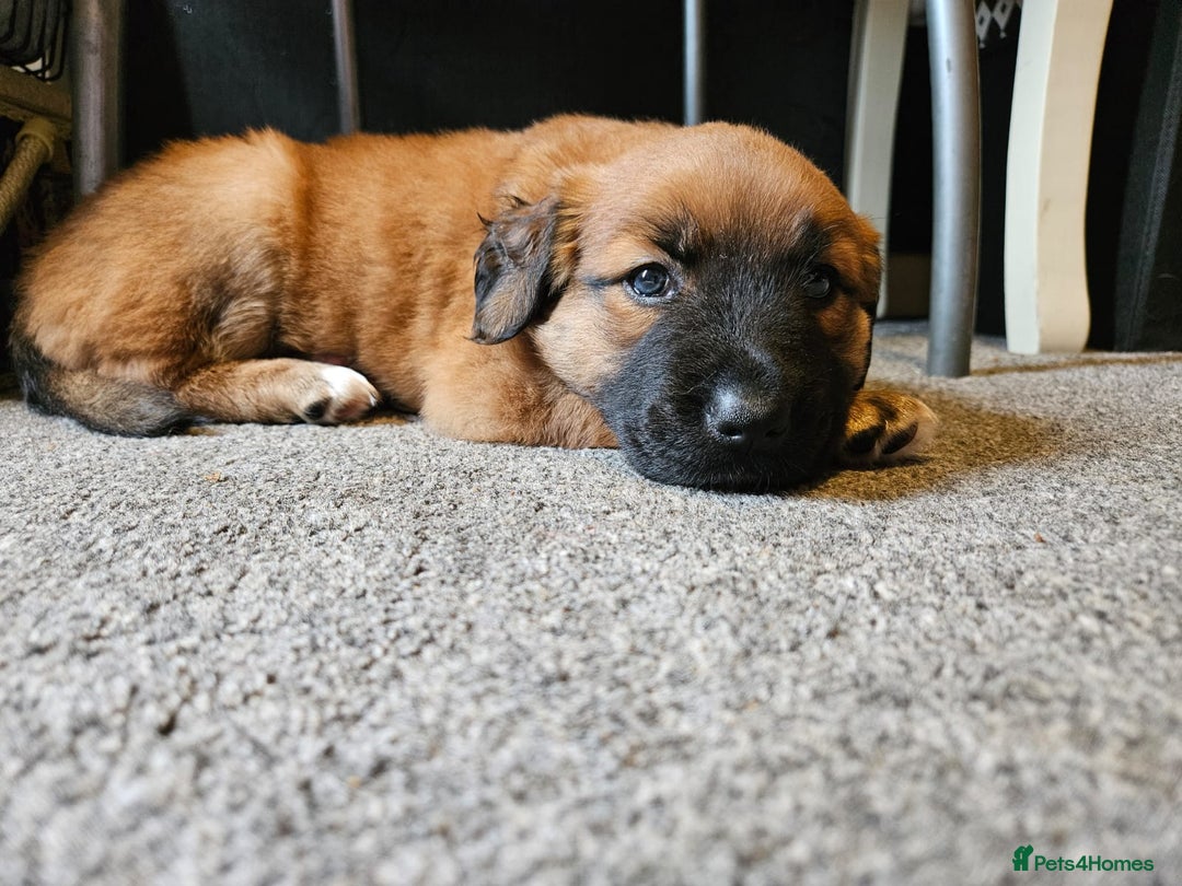 Mixed Breed dogs for sale: Adorable Lurcher Cross Puppies Available! - Image 1